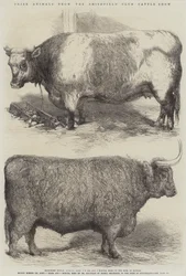 Preisgekrönte Tiere von der Smithfield Club Viehschau